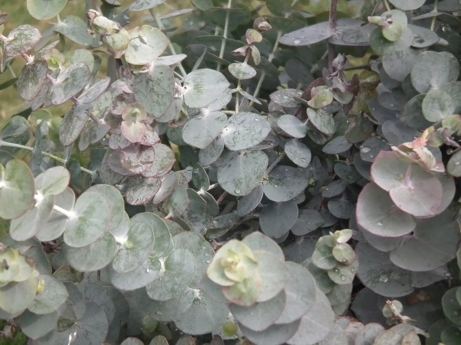 Silver Dollar Tree (Eucalyptus Cinerea) — The tree prefers full sun exposure and is drought-tolerant once established; its drought tolerance makes it a