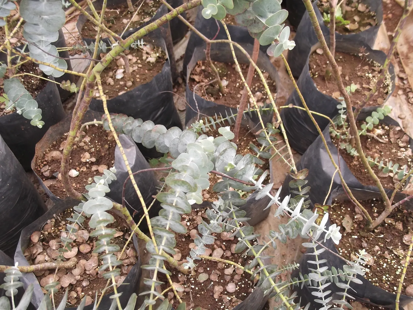 Silver Dollar Tree (Eucalyptus Cinerea) — which is ideal for xeriscaping; the well-draining soil should be provided to prevent root rot.<br><br>Not only is