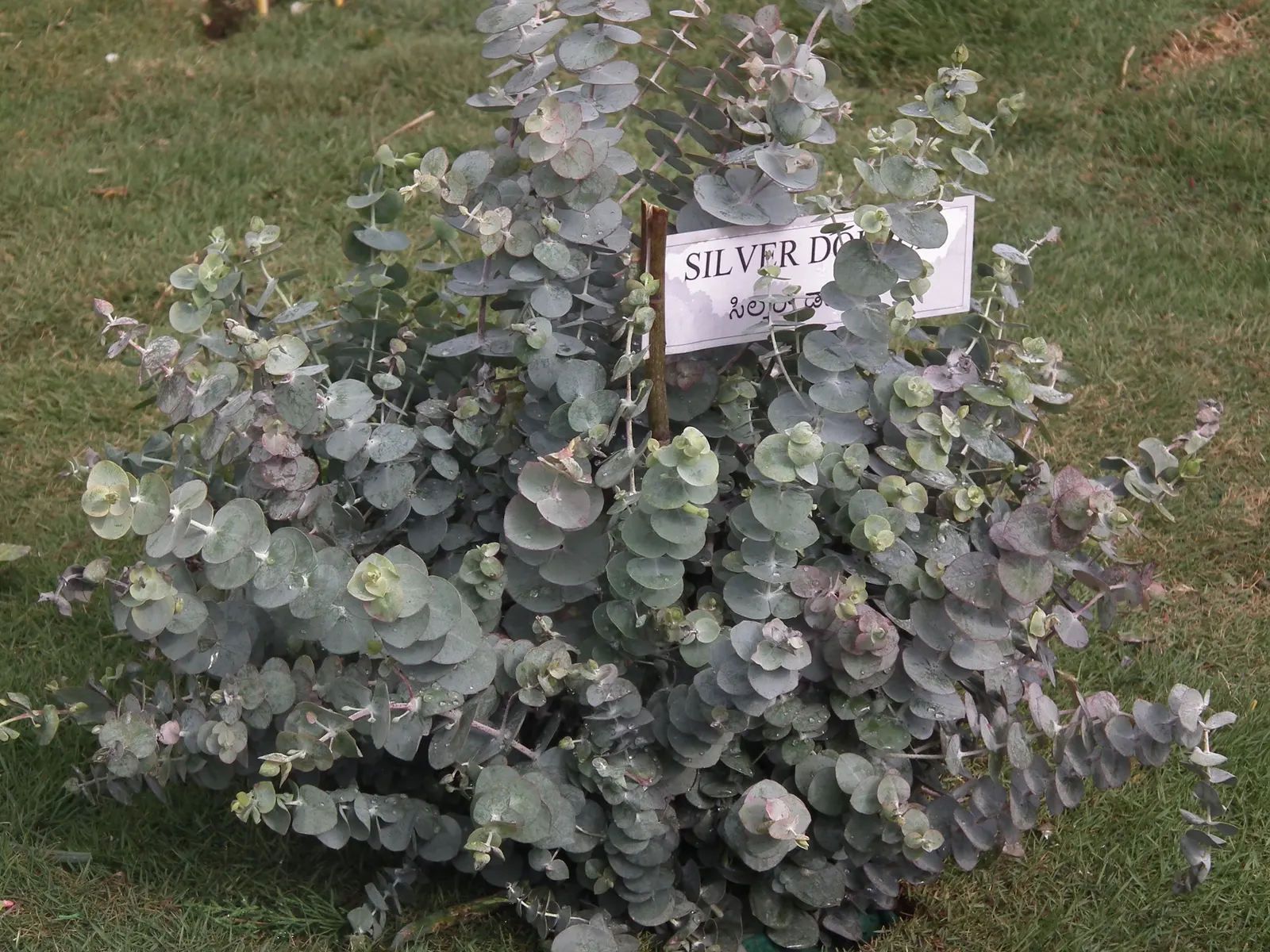 Silver Dollar Tree (Eucalyptus Cinerea) — making it a perfect specimen for medium-sized landscapes or as an accent plant; white flowers in the garden