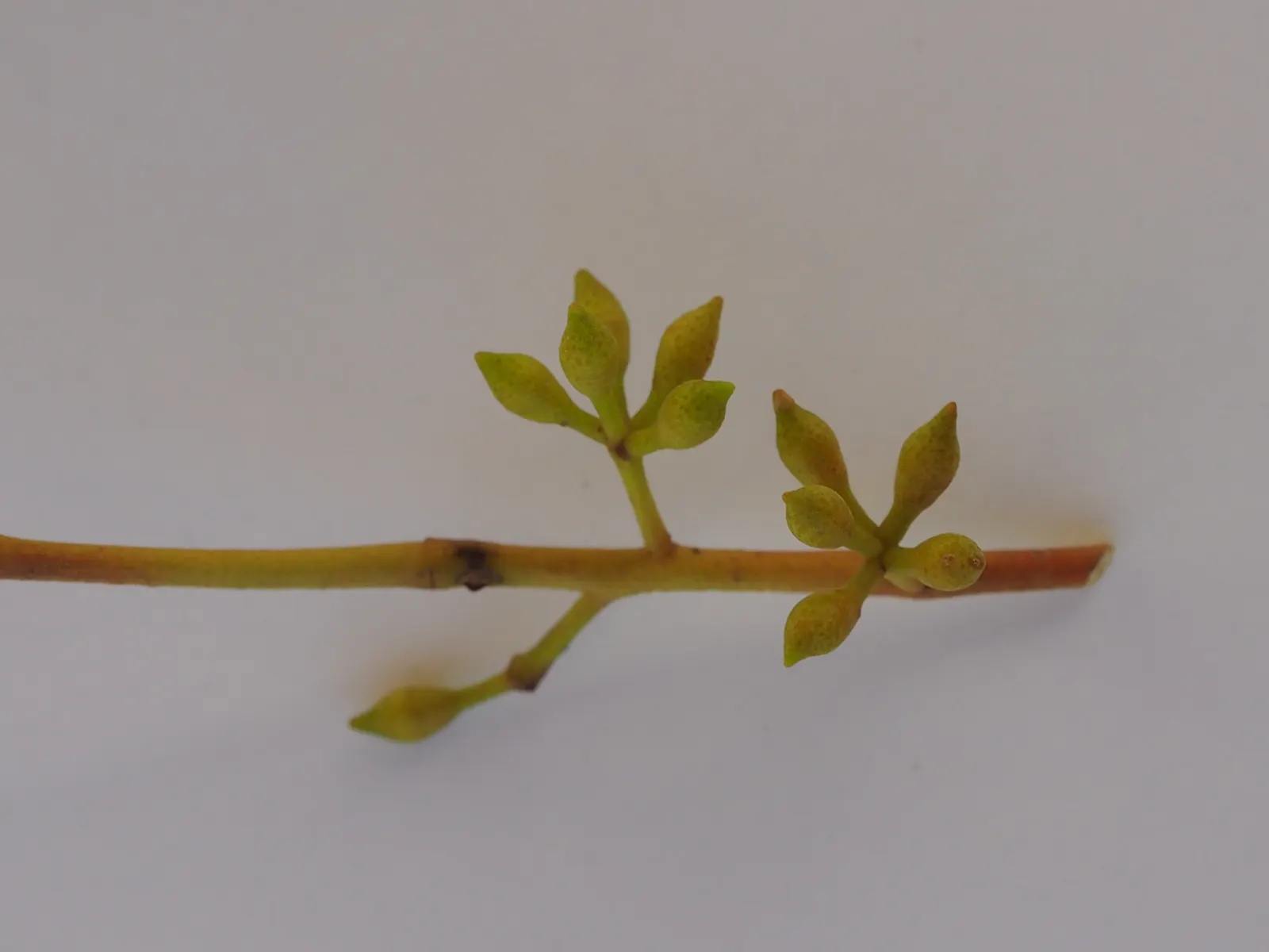 Silver Dollar Tree (Eucalyptus Cinerea) — especially when the leaves are crushed