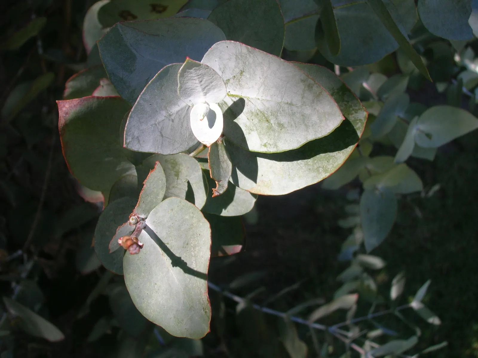 Silver Dollar Tree (Eucalyptus Cinerea) — especially when the leaves are crushed; this species can reach heights of 20 to 30 feet and spreads about 10 to 15