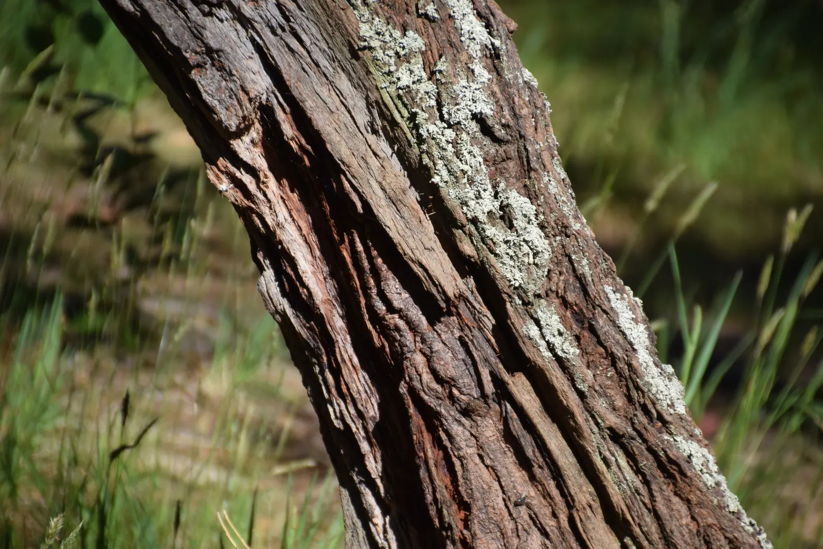 Silver Dollar Tree (Eucalyptus Cinerea) — Due to the rapid growth and potential size