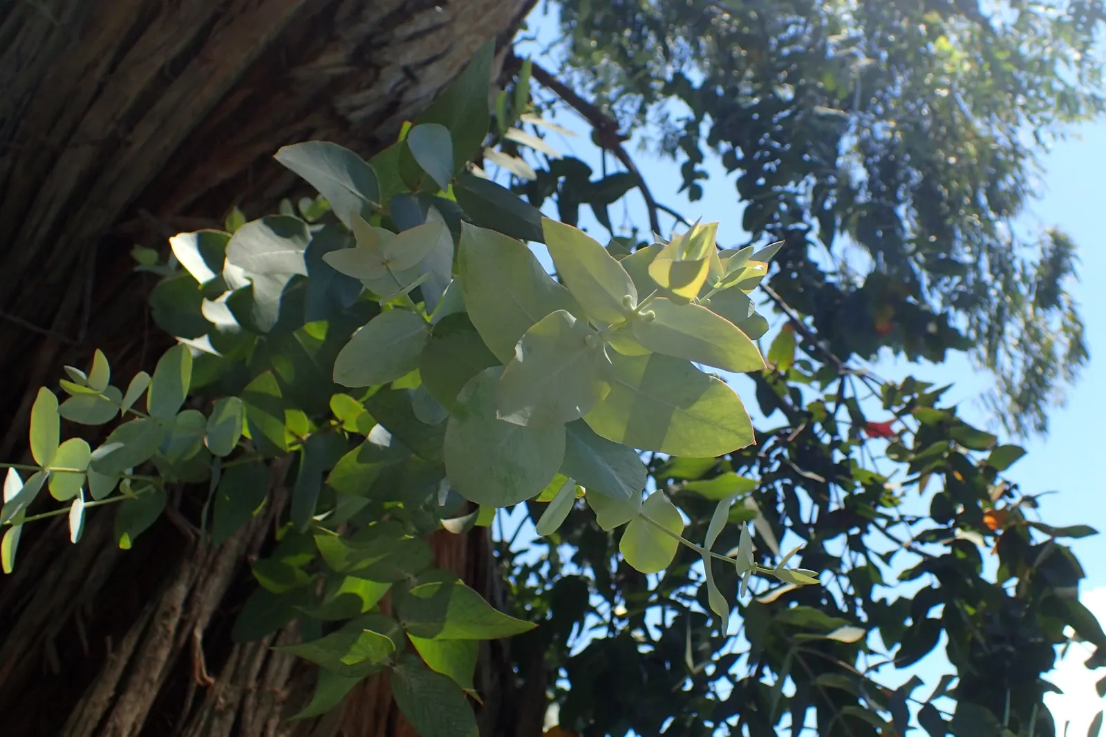 Silver Dollar Tree (Eucalyptus Cinerea) — tree with white blooms
