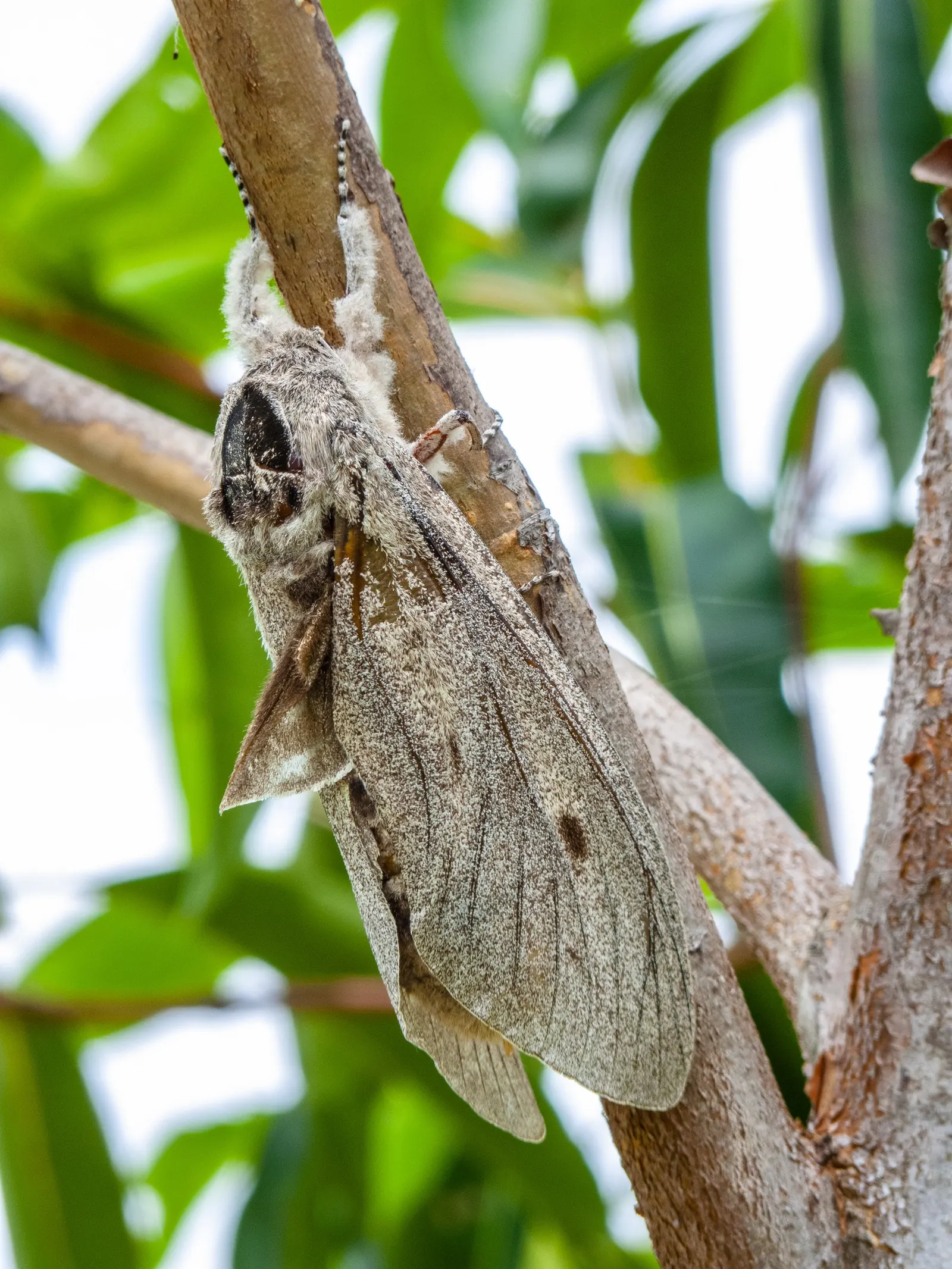 Silver Dollar Tree (Eucalyptus Cinerea) — Adaptable and fast-growing, it thrives in full sun and well-draining soil; which is ideal for xeriscaping, image 55