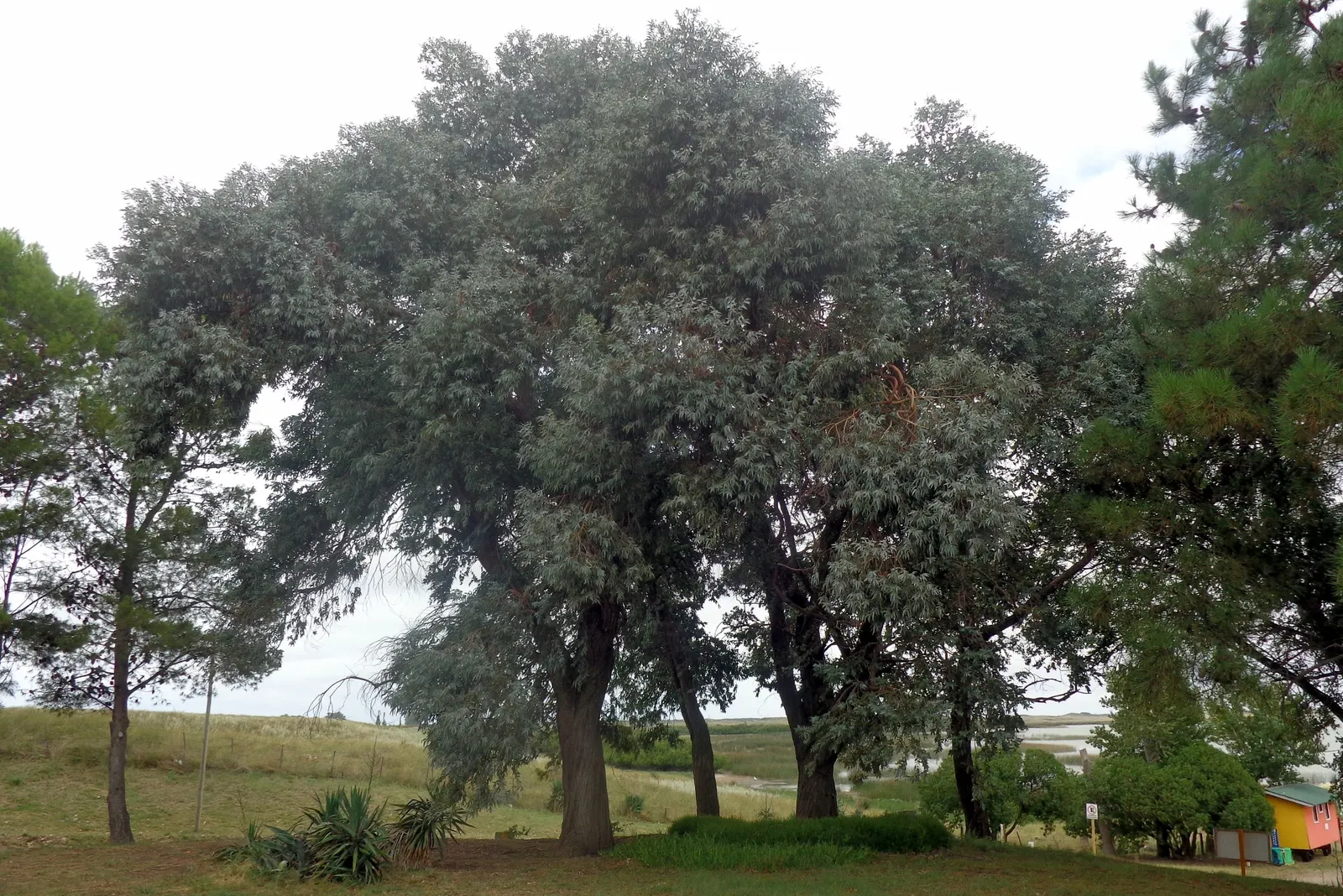 Silver Dollar Tree (Eucalyptus Cinerea) — needing little maintenance; thriving in USDA hardiness zones 7 through 11
