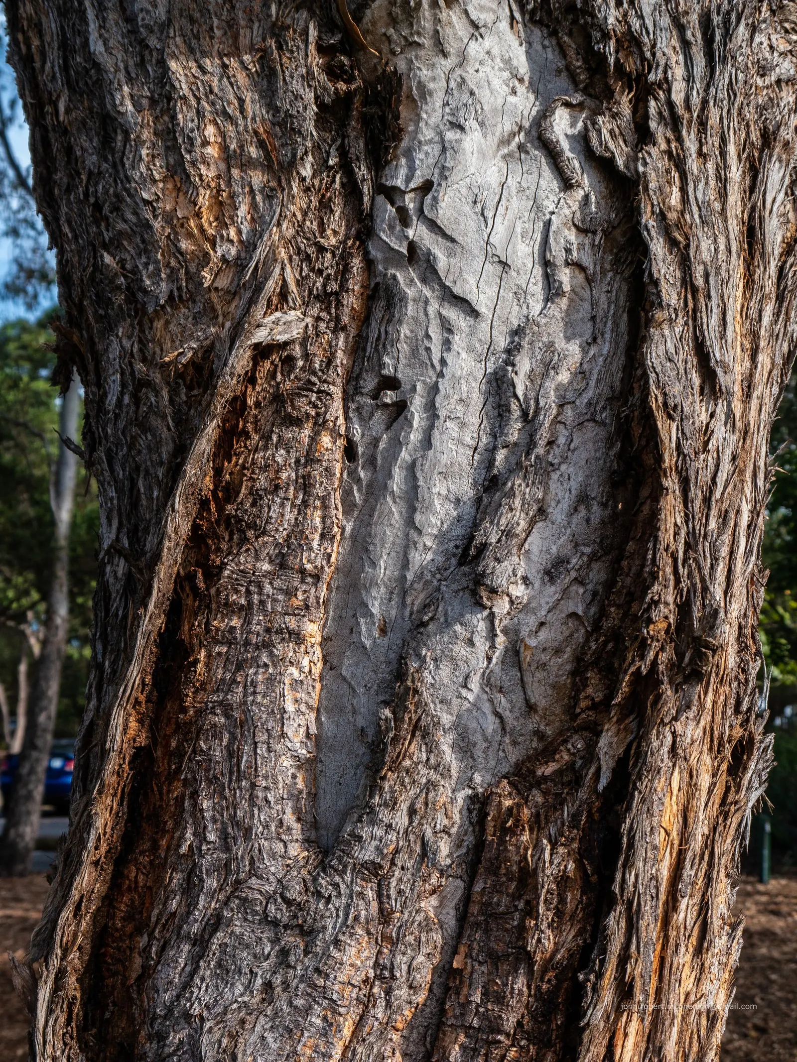 Silver Dollar Tree (Eucalyptus Cinerea) — Growing at a moderate rate; silver-blue leaves that densely cluster along the stems