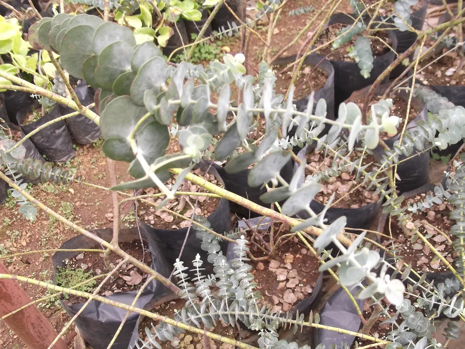 Silver Dollar Tree (Eucalyptus Cinerea) — The well-draining soil should be provided to prevent root rot.<br><br>Not only is this tree visually striking; tree