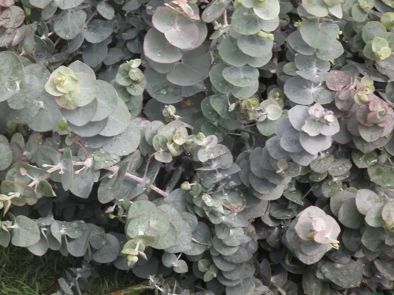 Silver Dollar Tree (Eucalyptus Cinerea) — this species can reach heights of 20 to 30 feet and spreads about 10 to 15 feet when fully matured; needing little