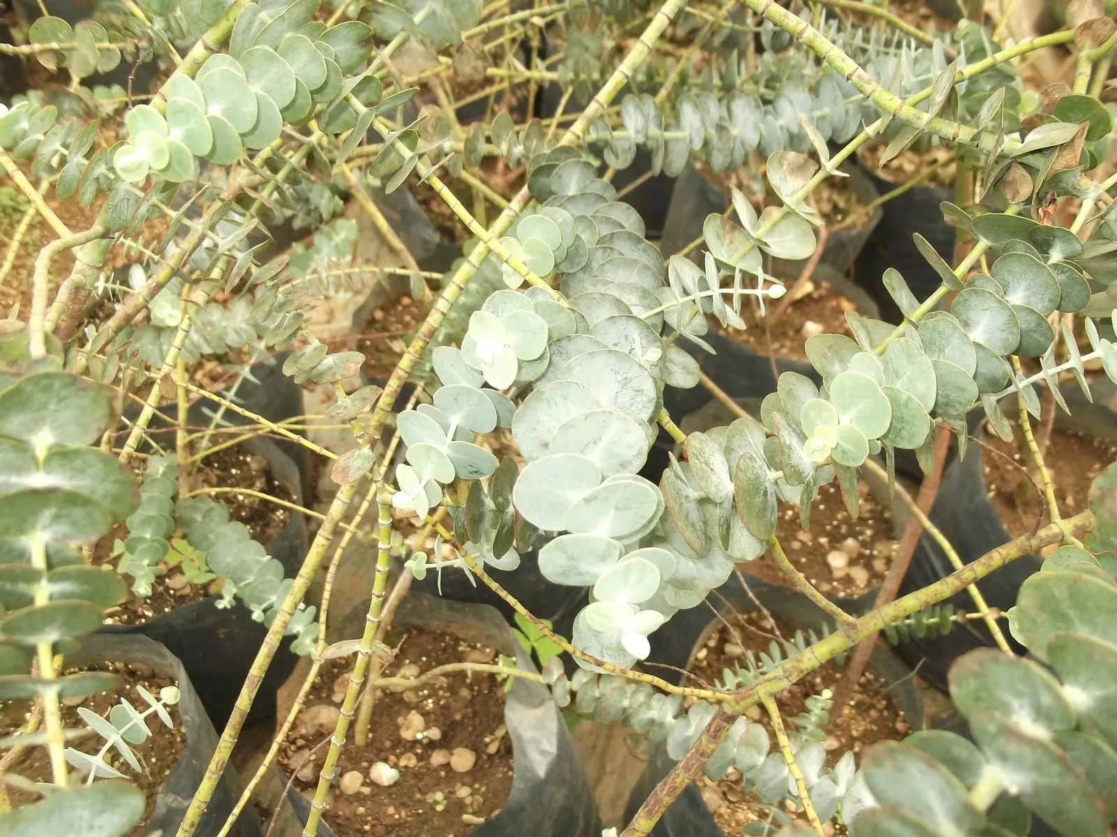 Silver Dollar Tree (Eucalyptus Cinerea) — but it also emits a pleasant; scientifically known as Eucalyptus cinerea