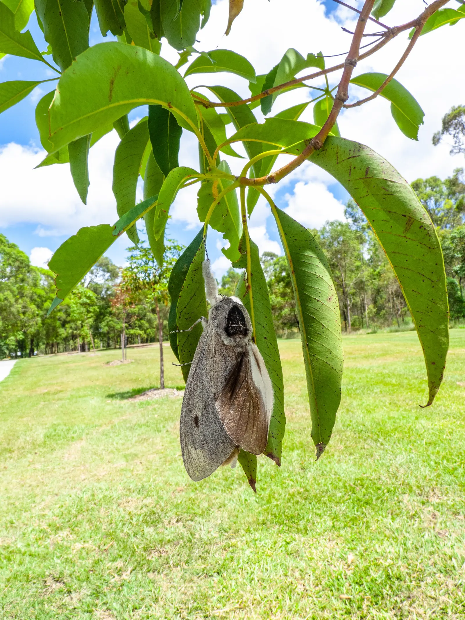 Silver Dollar Tree (Eucalyptus Cinerea) — tree for full; due to the rapid growth and potential size