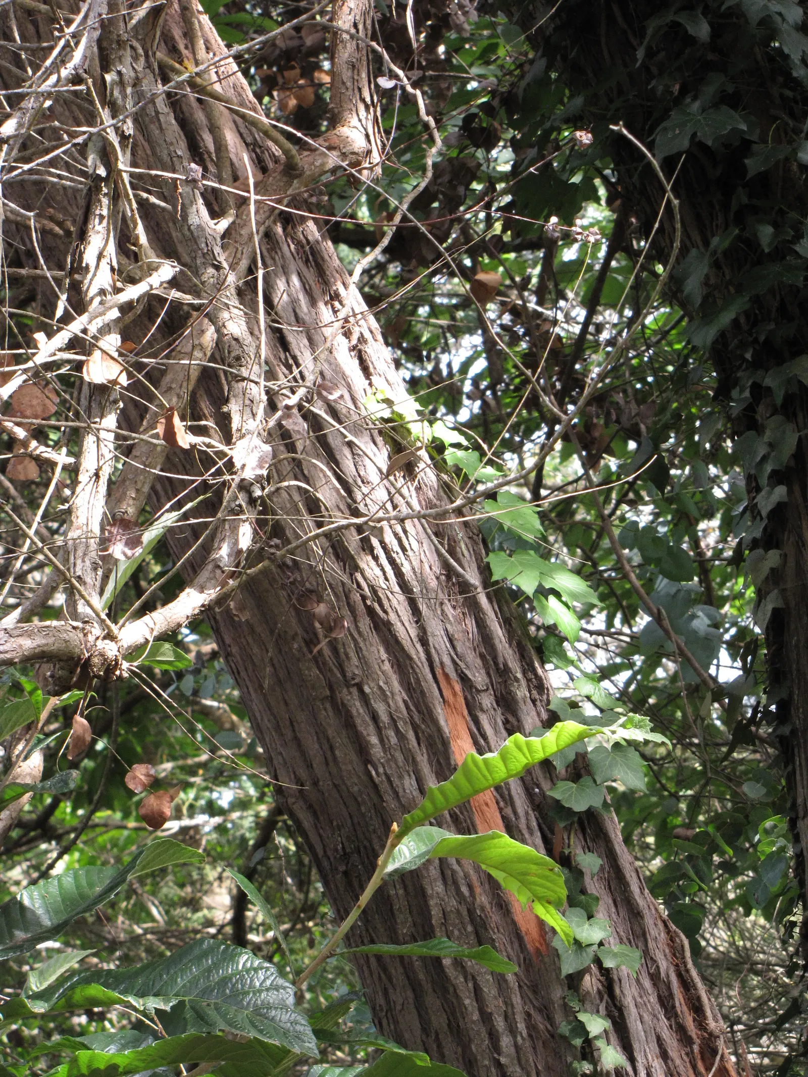 Silver Dollar Tree (Eucalyptus Cinerea) — Growing at a moderate rate