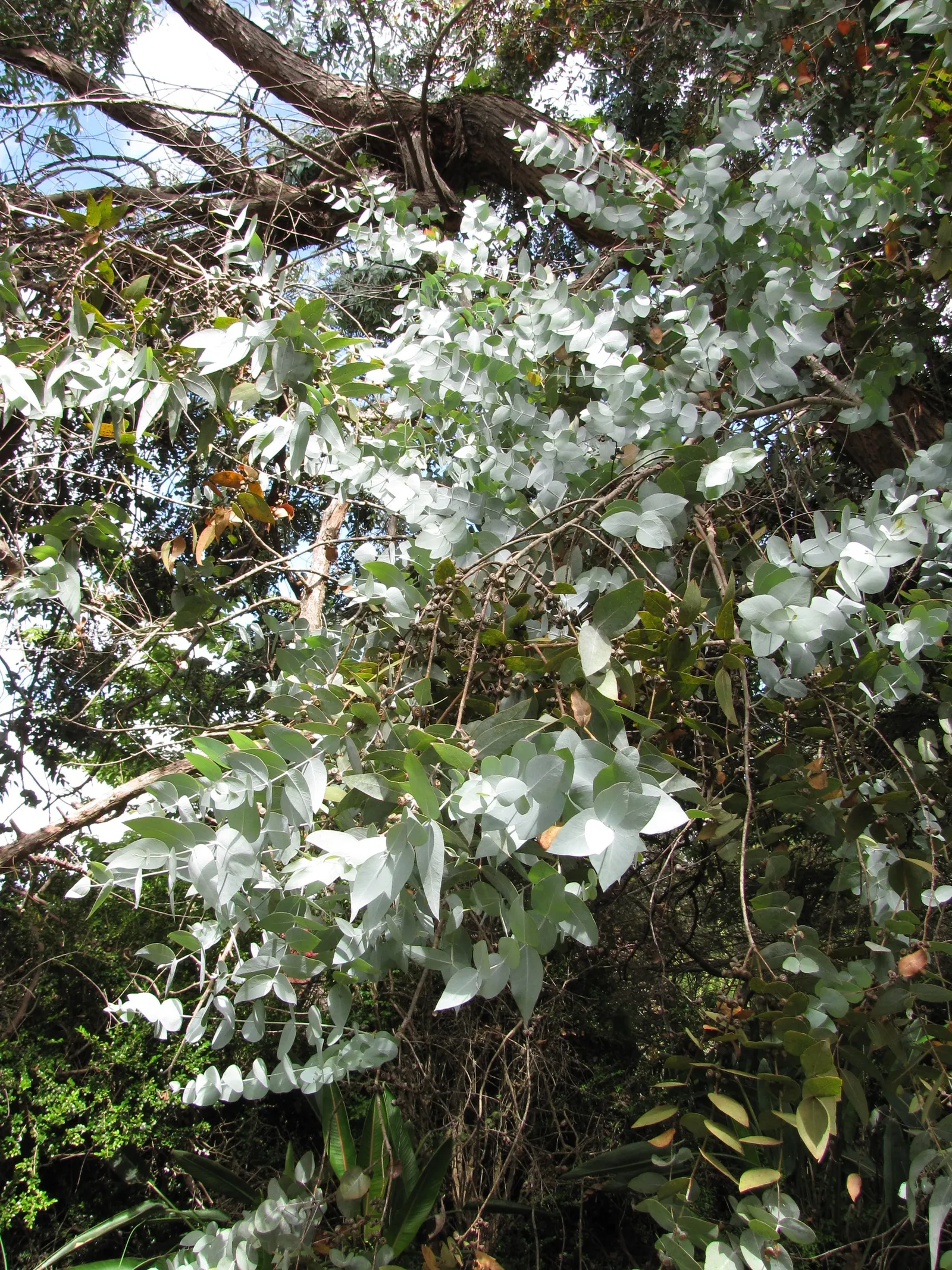 Silver Dollar Tree (Eucalyptus Cinerea) — scientifically known as Eucalyptus cinerea