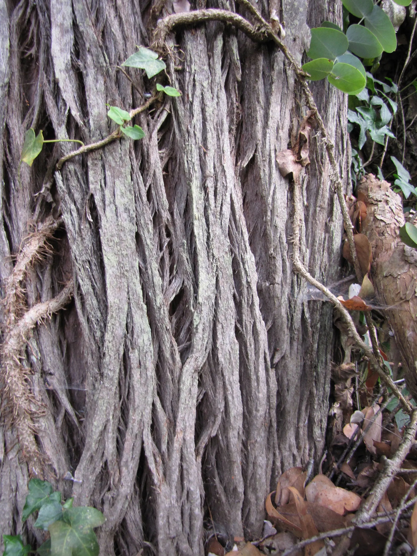 Silver Dollar Tree (Eucalyptus Cinerea) — Its distinctive foliage is popular in floral arrangements; tree with white blooms