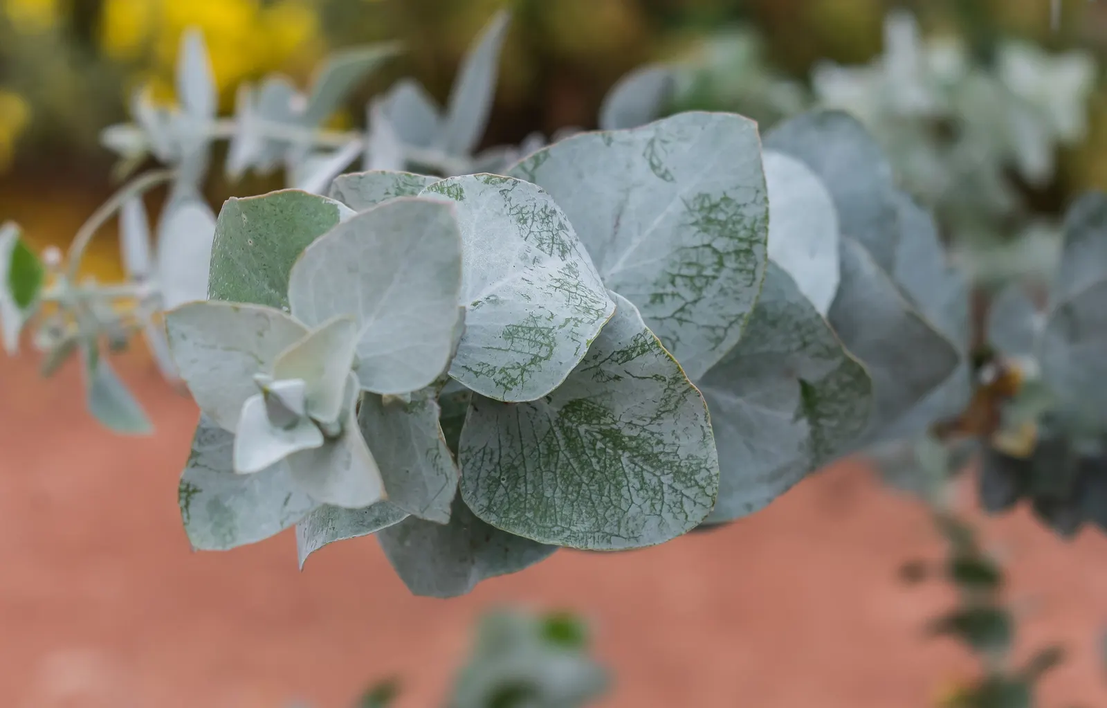 Silver Dollar Tree (Eucalyptus Cinerea) — Plant as a standalone specimen or in groups for visual impact; growing at a moderate rate