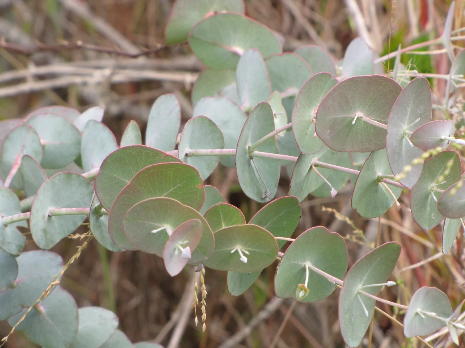 Silver Dollar Tree (Eucalyptus Cinerea) — silver-blue leaves that densely cluster along the stems