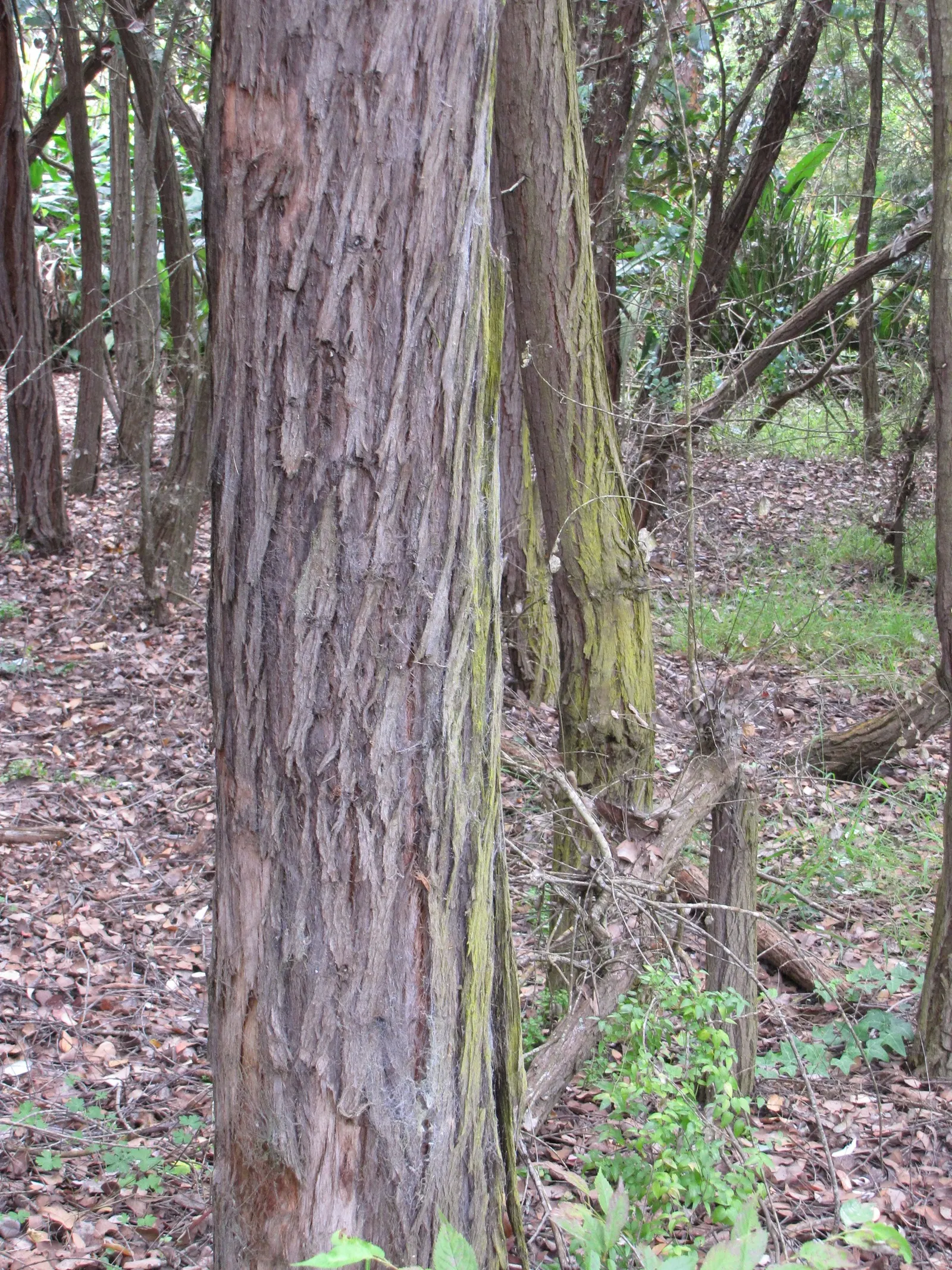 Silver Dollar Tree (Eucalyptus Cinerea) — Its distinctive foliage is popular in floral arrangements