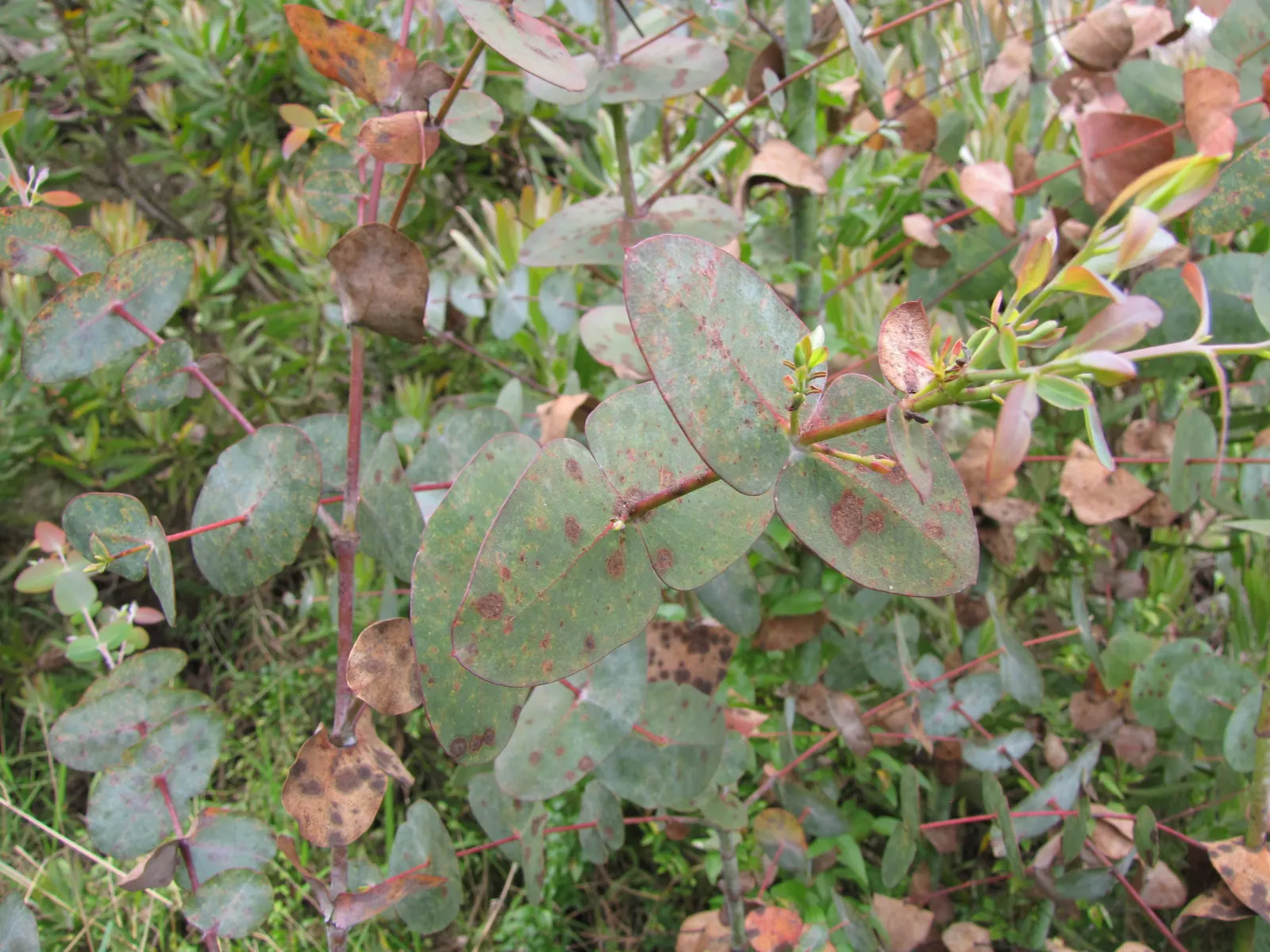 Silver Dollar Tree (Eucalyptus Cinerea) — but it also emits a pleasant
