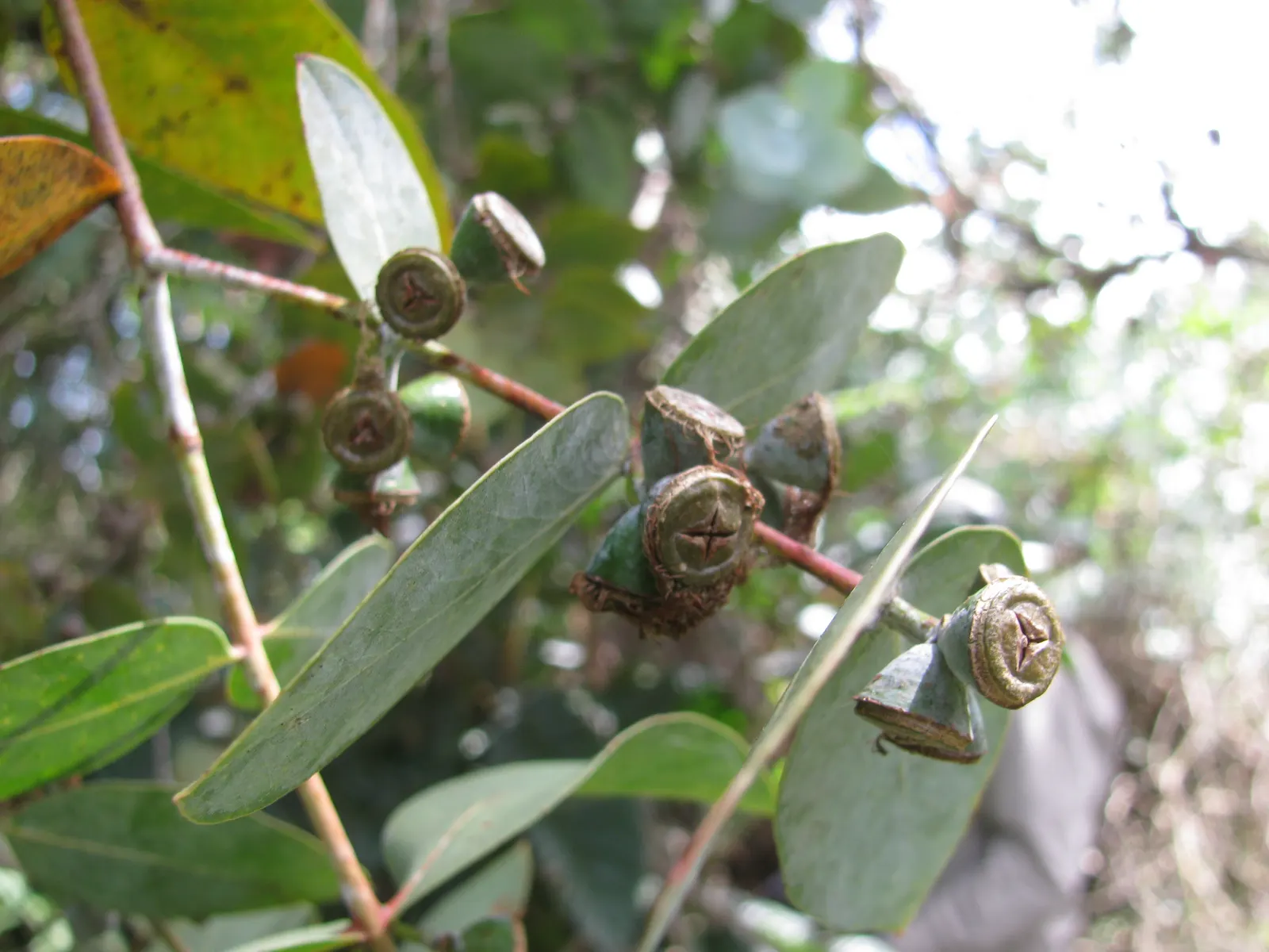 Silver Dollar Tree (Eucalyptus Cinerea) — tree for full