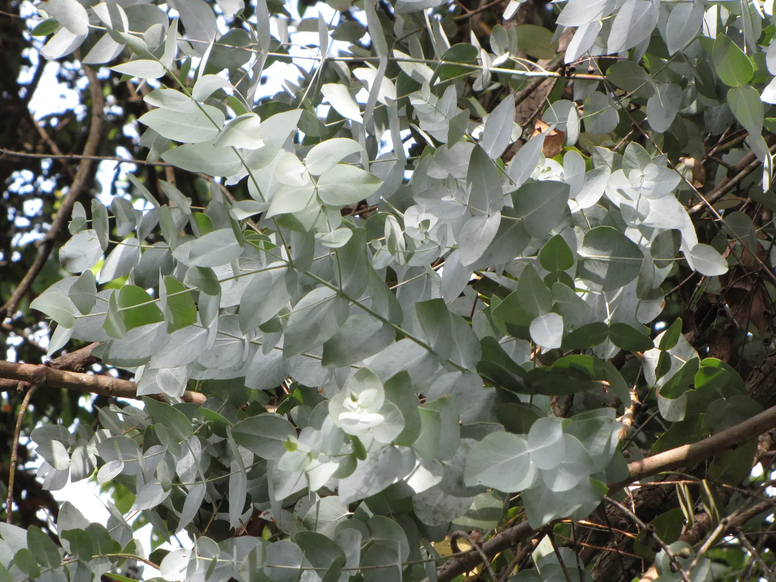 Silver Dollar Tree (Eucalyptus Cinerea) — The tree prefers full sun exposure and is drought-tolerant once established