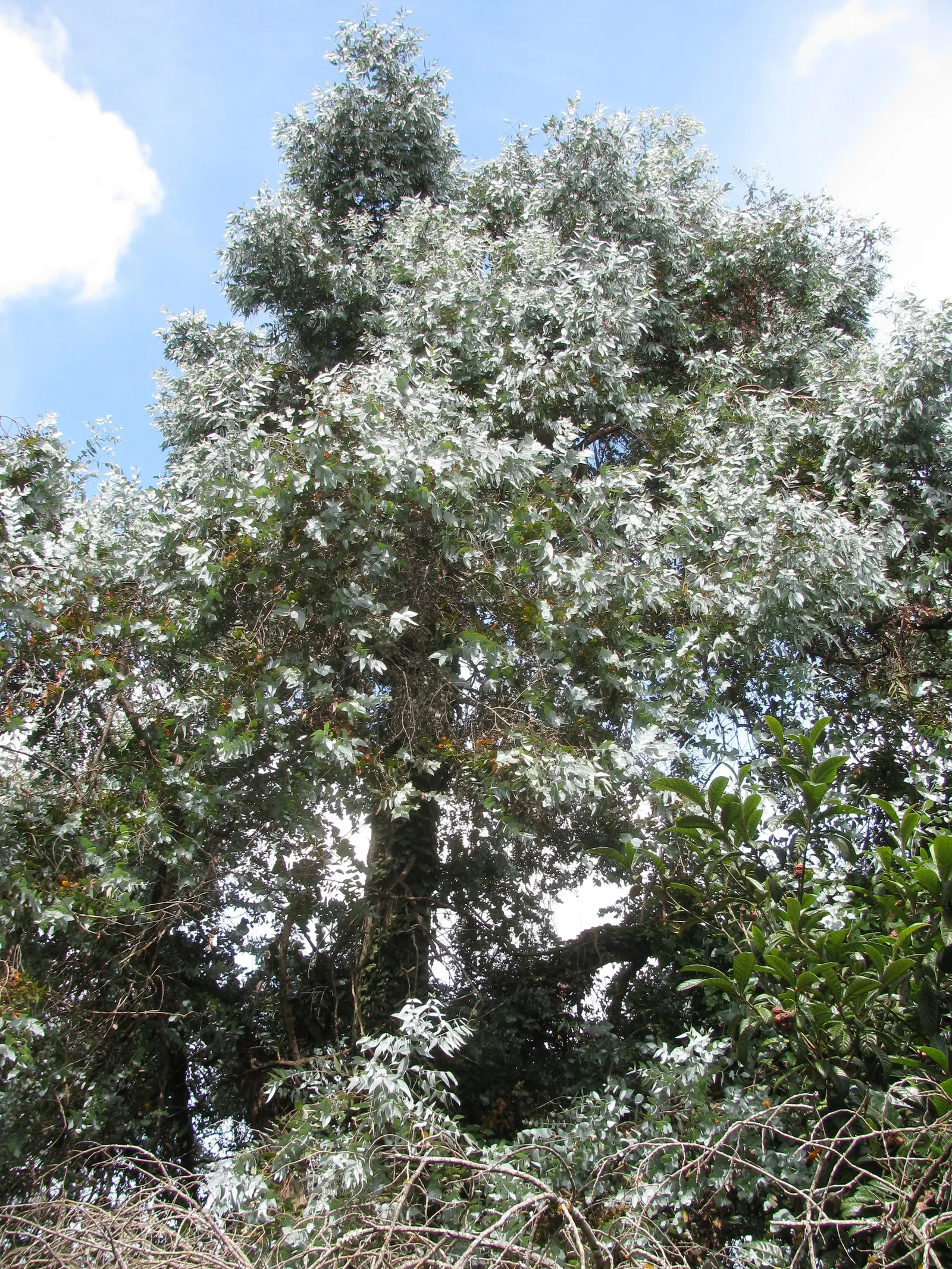 Silver Dollar Tree (Eucalyptus Cinerea) — Its drought tolerance makes it a low-maintenance choice for water-wise landscapes
