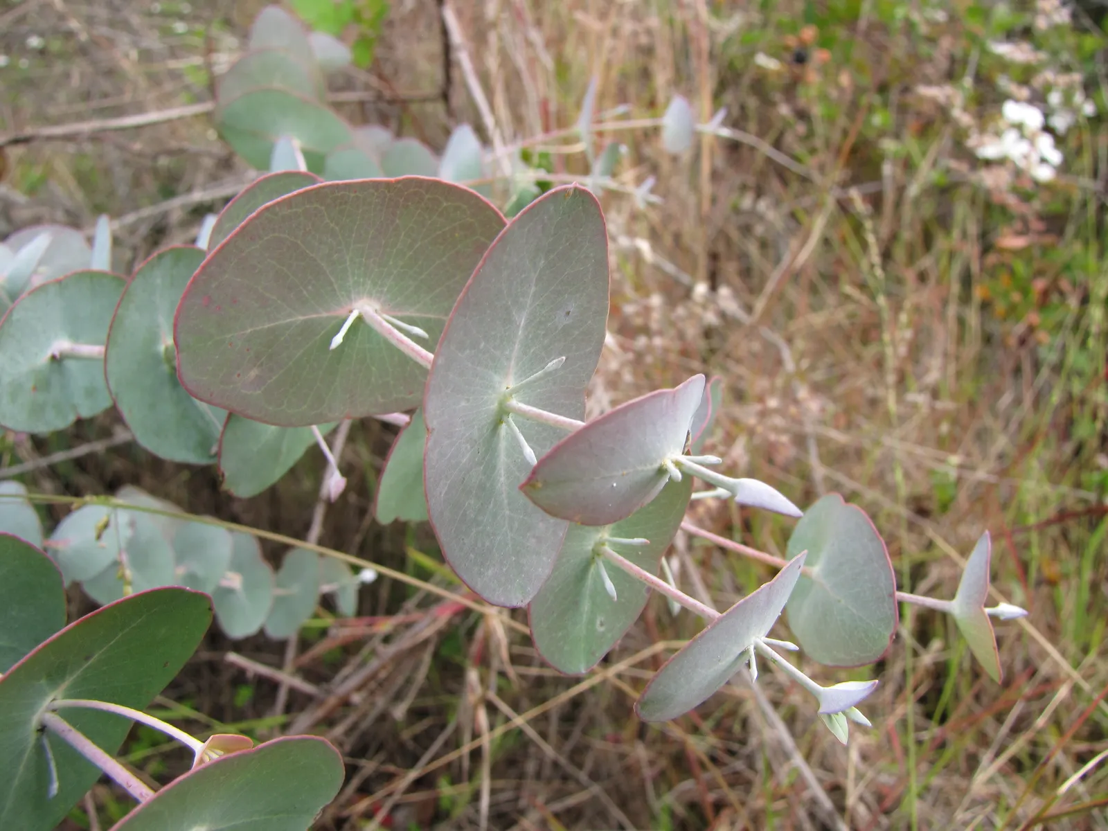 Silver Dollar Tree (Eucalyptus Cinerea) — this species can reach heights of 20 to 30 feet and spreads about 10 to 15 feet when fully matured