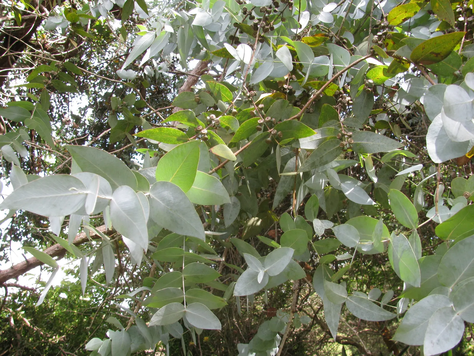 Silver Dollar Tree (Eucalyptus Cinerea) — Plant as a standalone specimen or in groups for visual impact