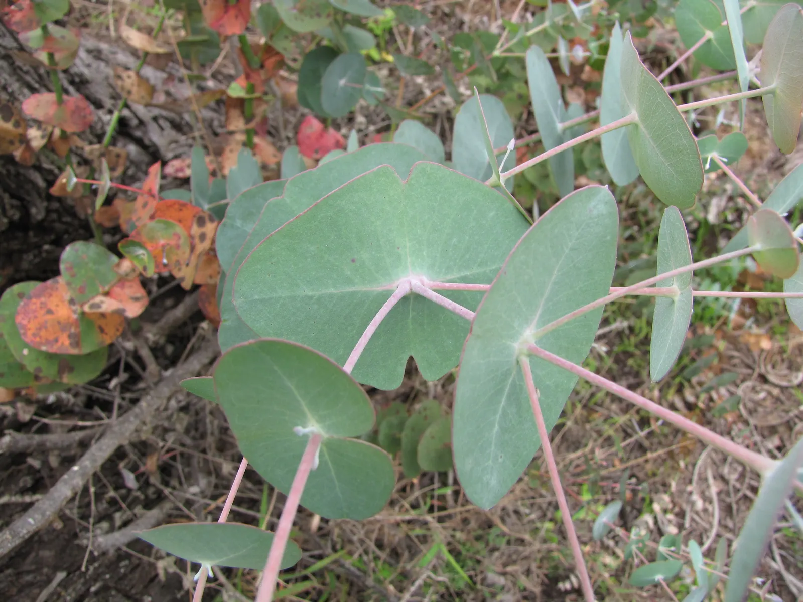 Silver Dollar Tree (Eucalyptus Cinerea) — The well-draining soil should be provided to prevent root rot.<br><br>Not only is this tree visually striking