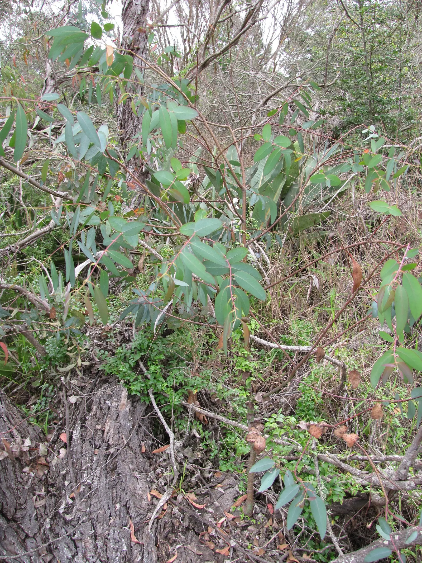 Silver Dollar Tree (Eucalyptus Cinerea) — This tree is renowned for its distinctive round