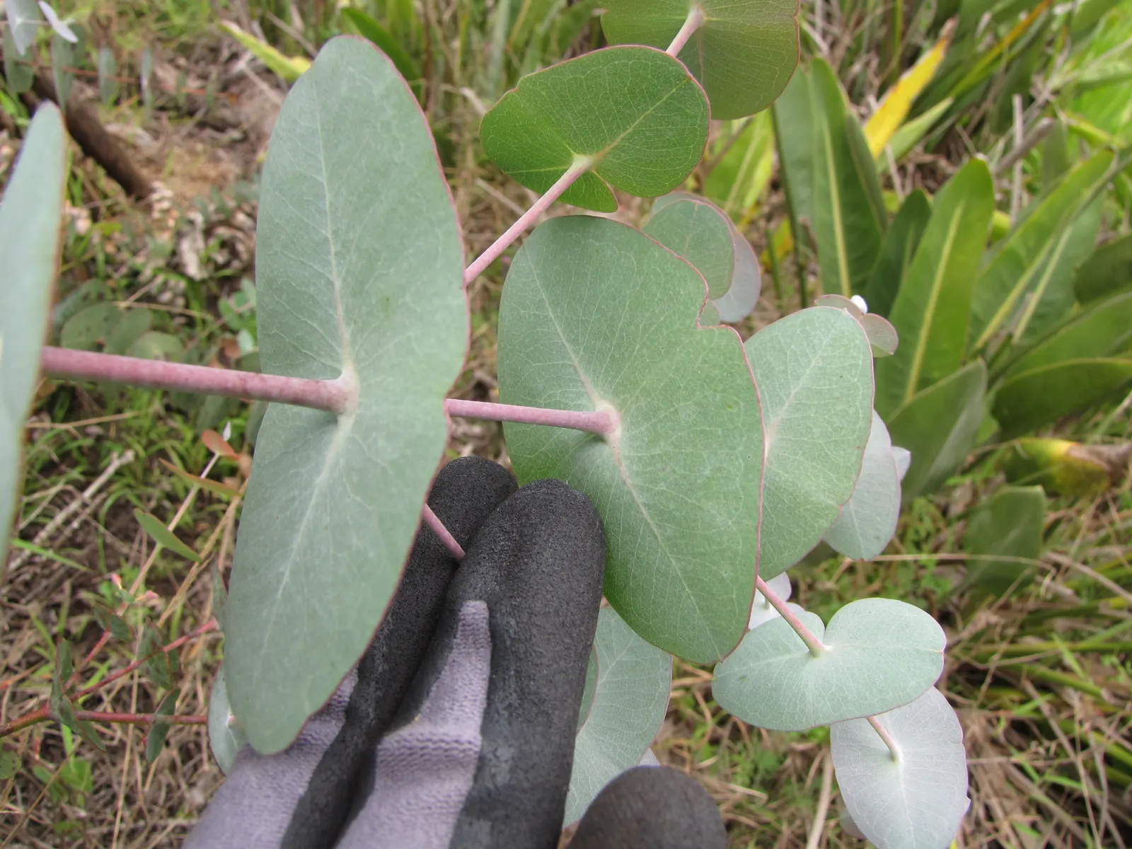 Silver Dollar Tree (Eucalyptus Cinerea) — The Silver Dollar Tree, Eucalyptus cinerea, is a striking evergreen valued for its round, silvery-blue leaves