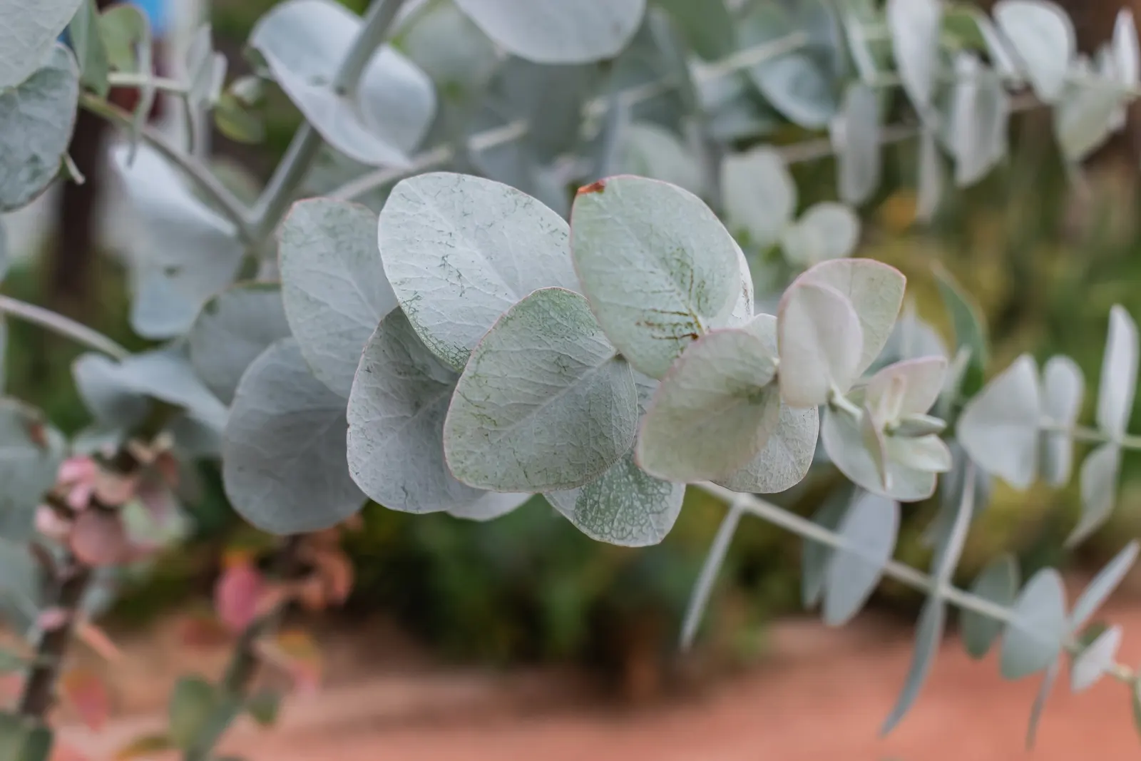 Silver Dollar Tree (Eucalyptus Cinerea) — Native to Australia, it grows 20-50 feet tall and 10-30 feet wide; giving it an almost petal-like texture
