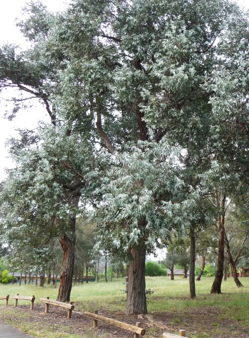 Silver Dollar Tree (Eucalyptus Cinerea) — needing little maintenance