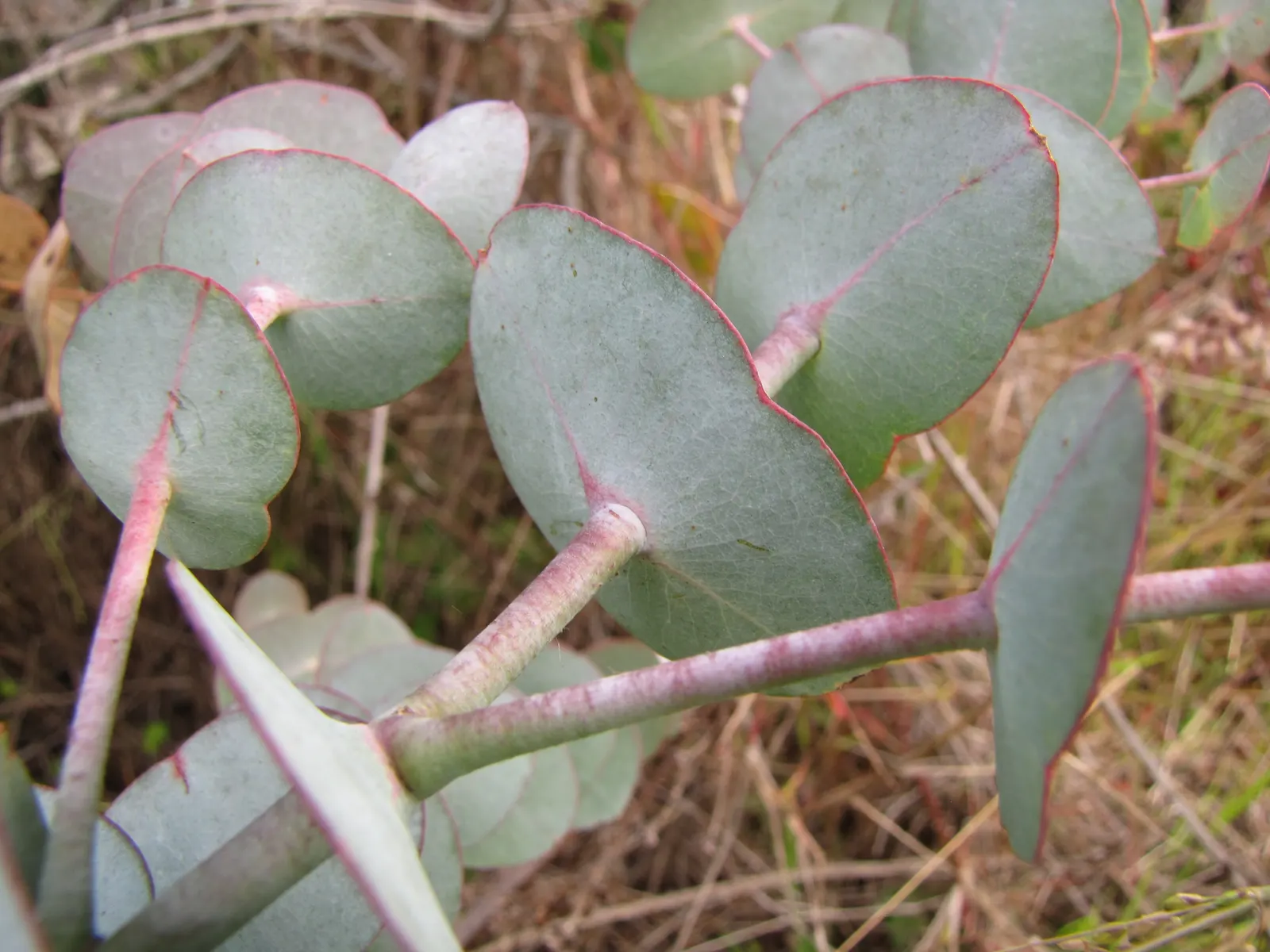 Silver Dollar Tree (Eucalyptus Cinerea) — white flowers in the garden; this tree is renowned for its distinctive round