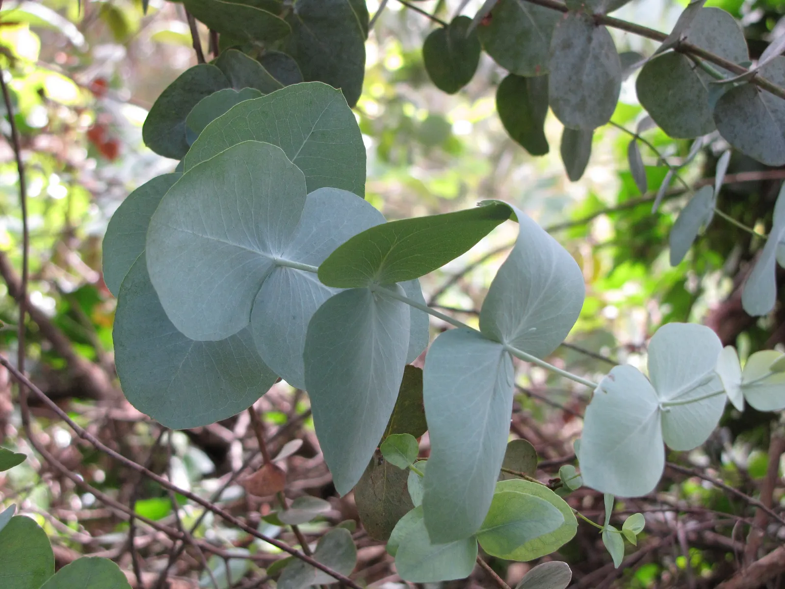 Silver Dollar Tree (Eucalyptus Cinerea) — Native to Australia, it grows 20-50 feet tall and 10-30 feet wide