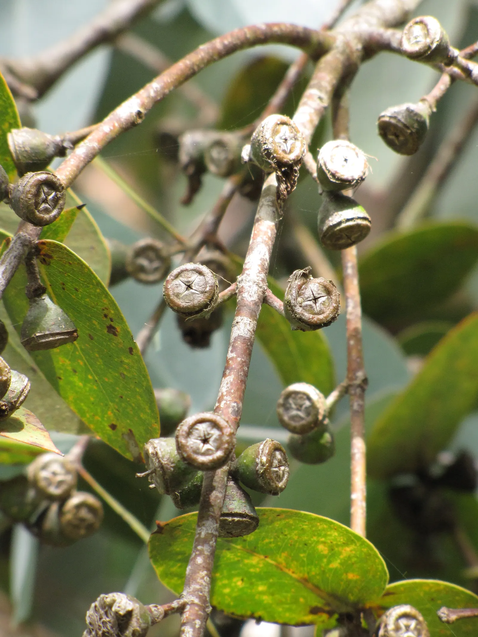 Silver Dollar Tree (Eucalyptus Cinerea) — offers a compelling addition to any garden; the Silver Dollar Tree, Eucalyptus cinerea, is a striking evergreen