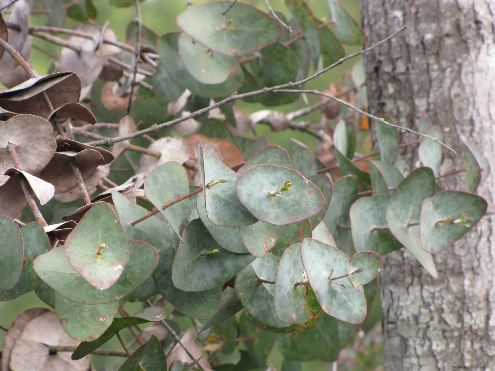 Silver Dollar Tree (Eucalyptus Cinerea) — Adaptable and fast-growing, it thrives in full sun and well-draining soil