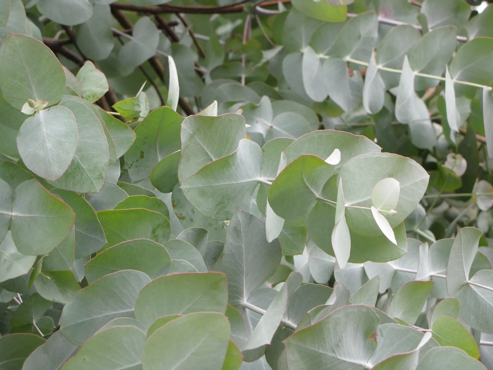 Silver Dollar Tree (Eucalyptus Cinerea) — giving it an almost petal-like texture