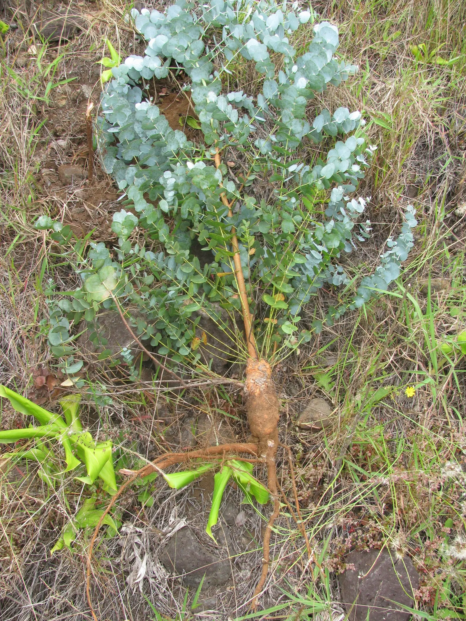 Silver Dollar Tree (Eucalyptus Cinerea) — giving it an almost petal-like texture; plus, the foliage is a favorite for floral arrangements and crafts, adding to