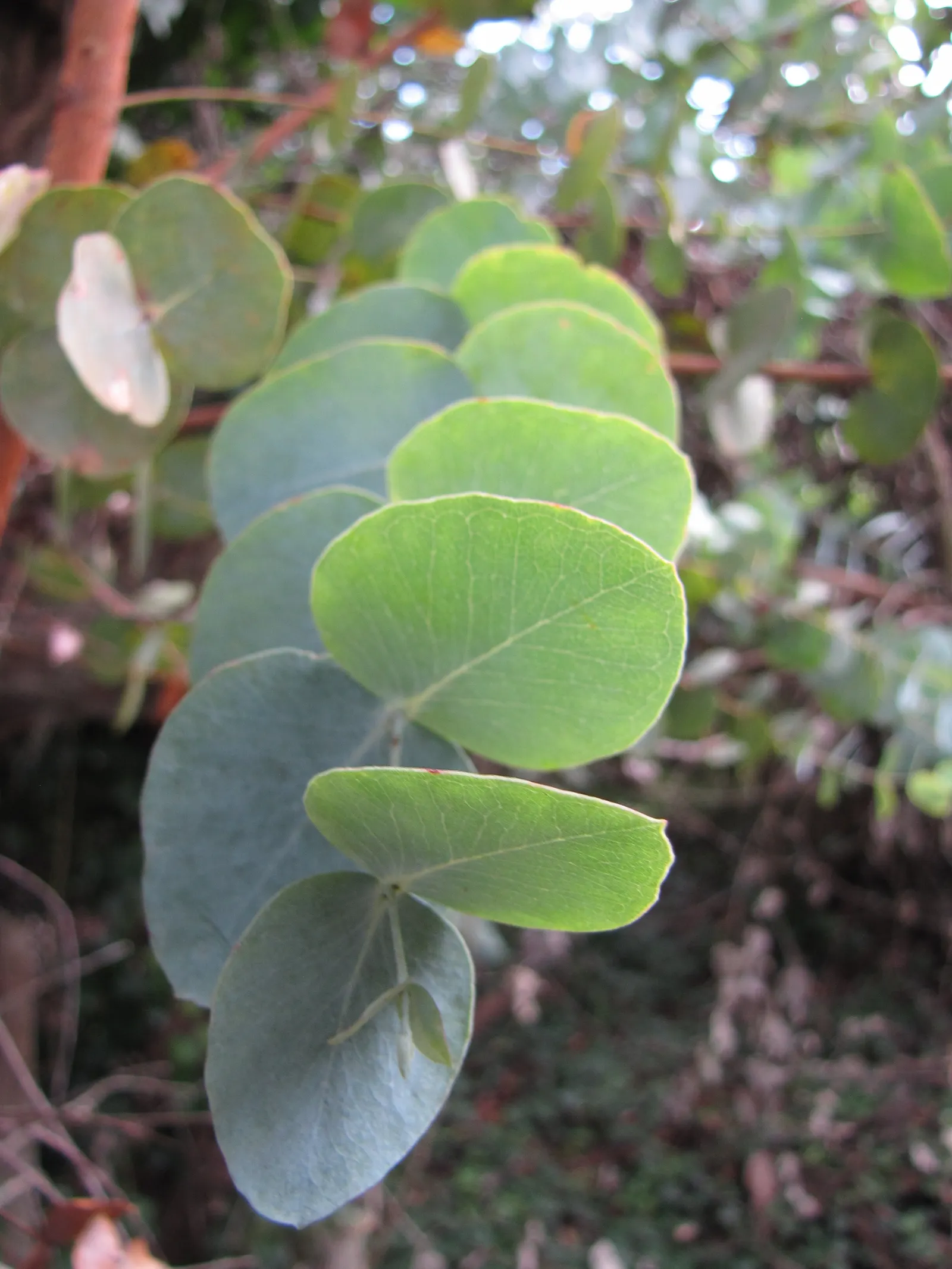 Silver Dollar Tree (Eucalyptus Cinerea) — which is ideal for xeriscaping