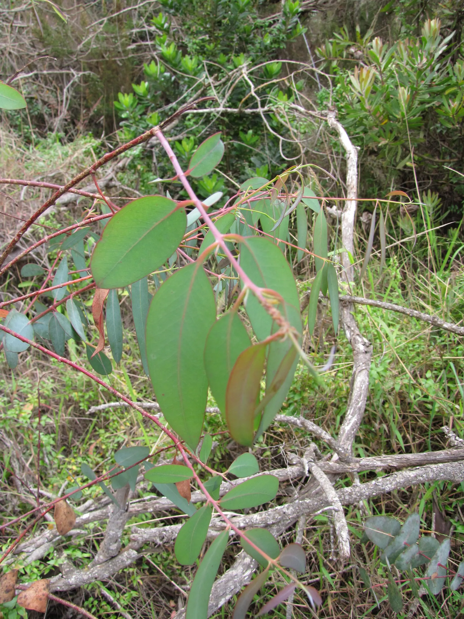 Silver Dollar Tree (Eucalyptus Cinerea) — thriving in USDA hardiness zones 7 through 11