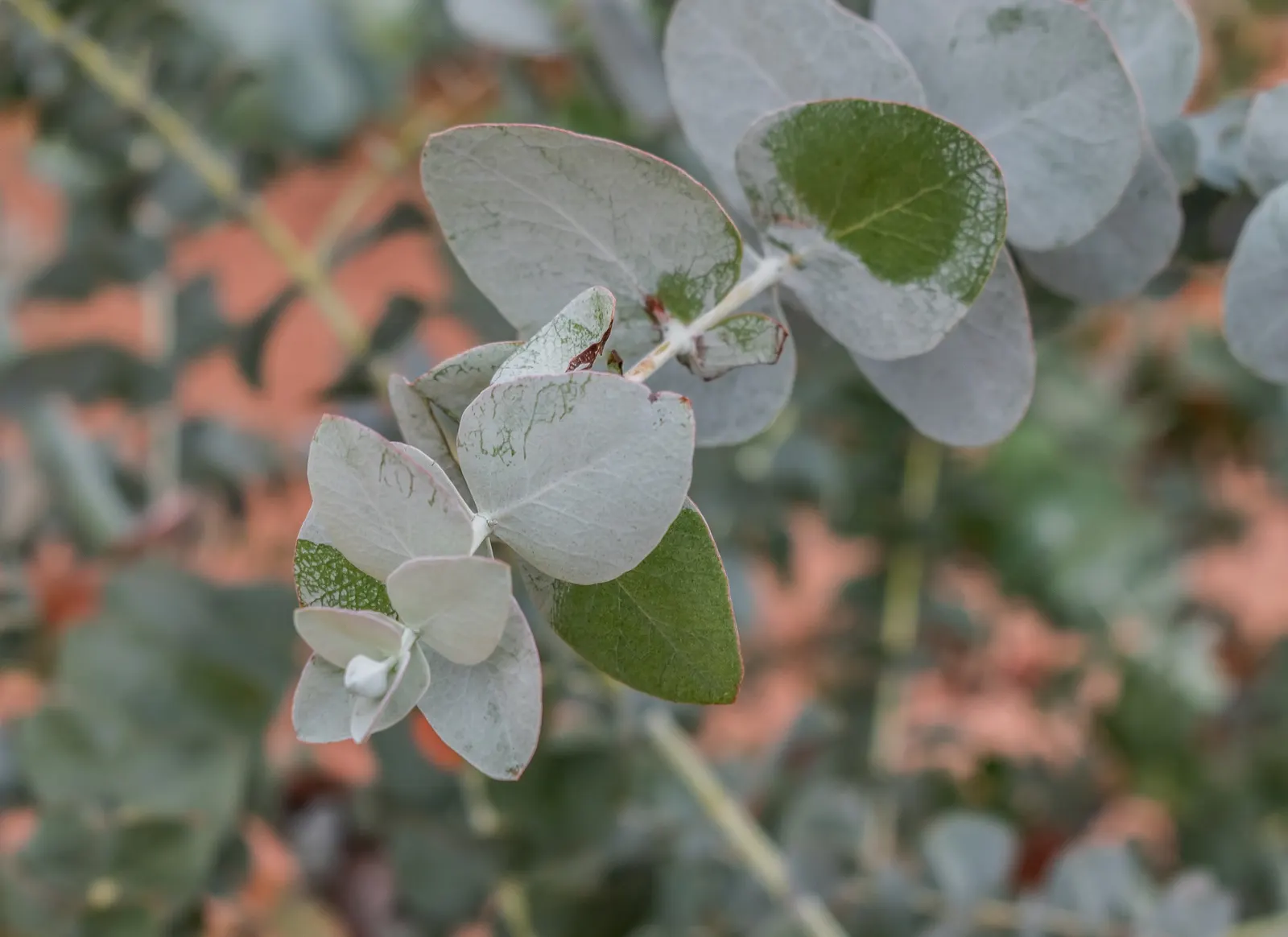 Silver Dollar Tree (Eucalyptus Cinerea) — The Silver Dollar Tree, Eucalyptus cinerea, is a striking evergreen valued for its round, silvery-blue leaves; its