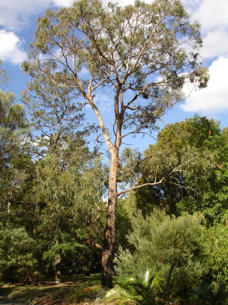 Silver Dollar Tree (Eucalyptus Cinerea) — making it a perfect specimen for medium-sized landscapes or as an accent plant