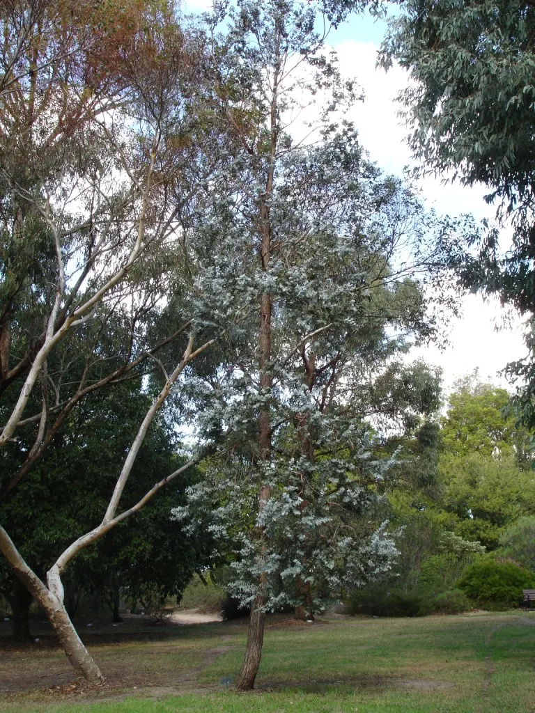 Silver Dollar Tree (Eucalyptus Cinerea) — offers a compelling addition to any garden