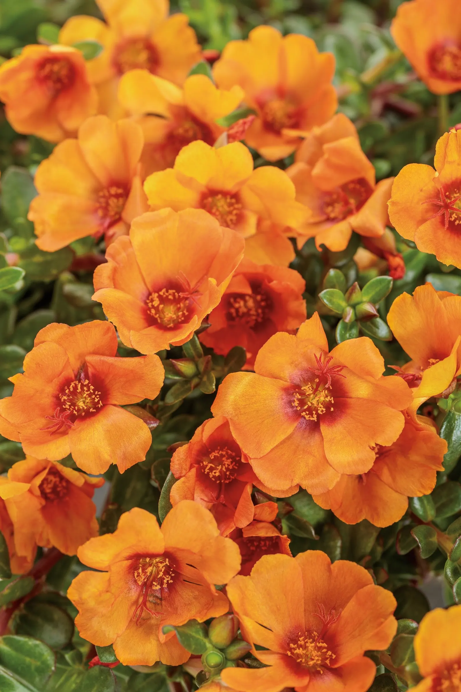 Mango purslane (Portulaca oleracea) — It grows 4-8 inches tall and spreads 12-16 inches, forming a compact mound that trails softly