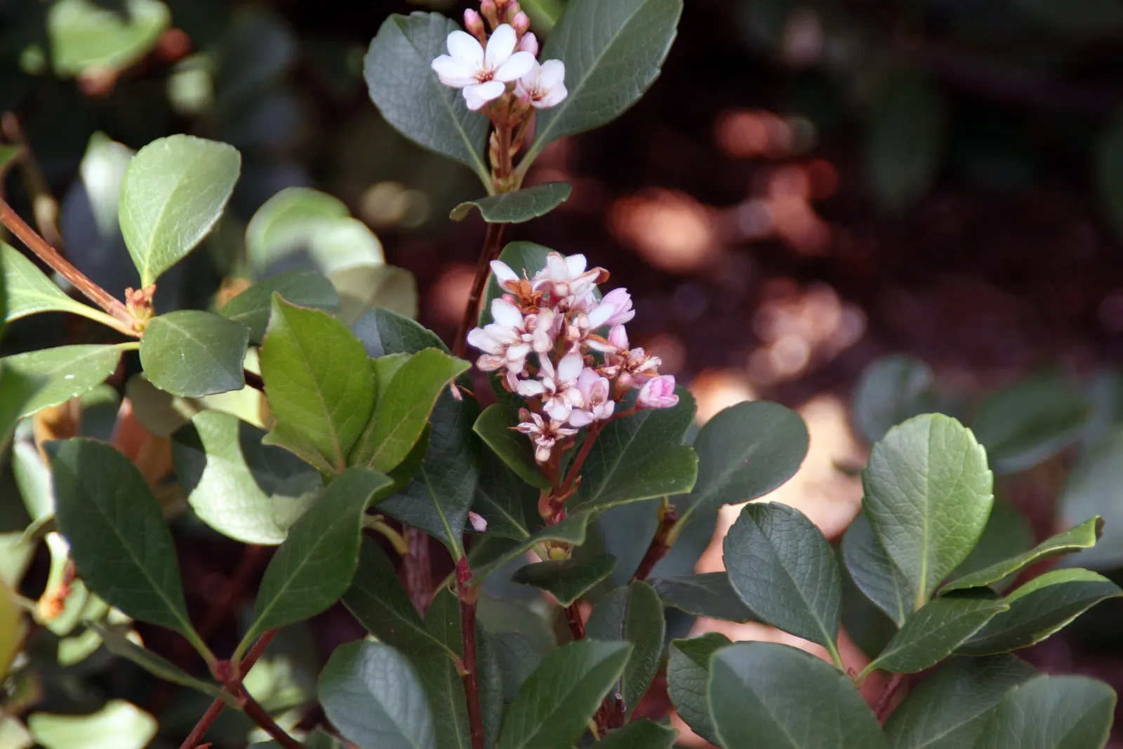 Springtime Indian Hawthorn (Rhaphiolepis Indica 'Springtime') — Mature size reaches 4-6 feet tall and wide