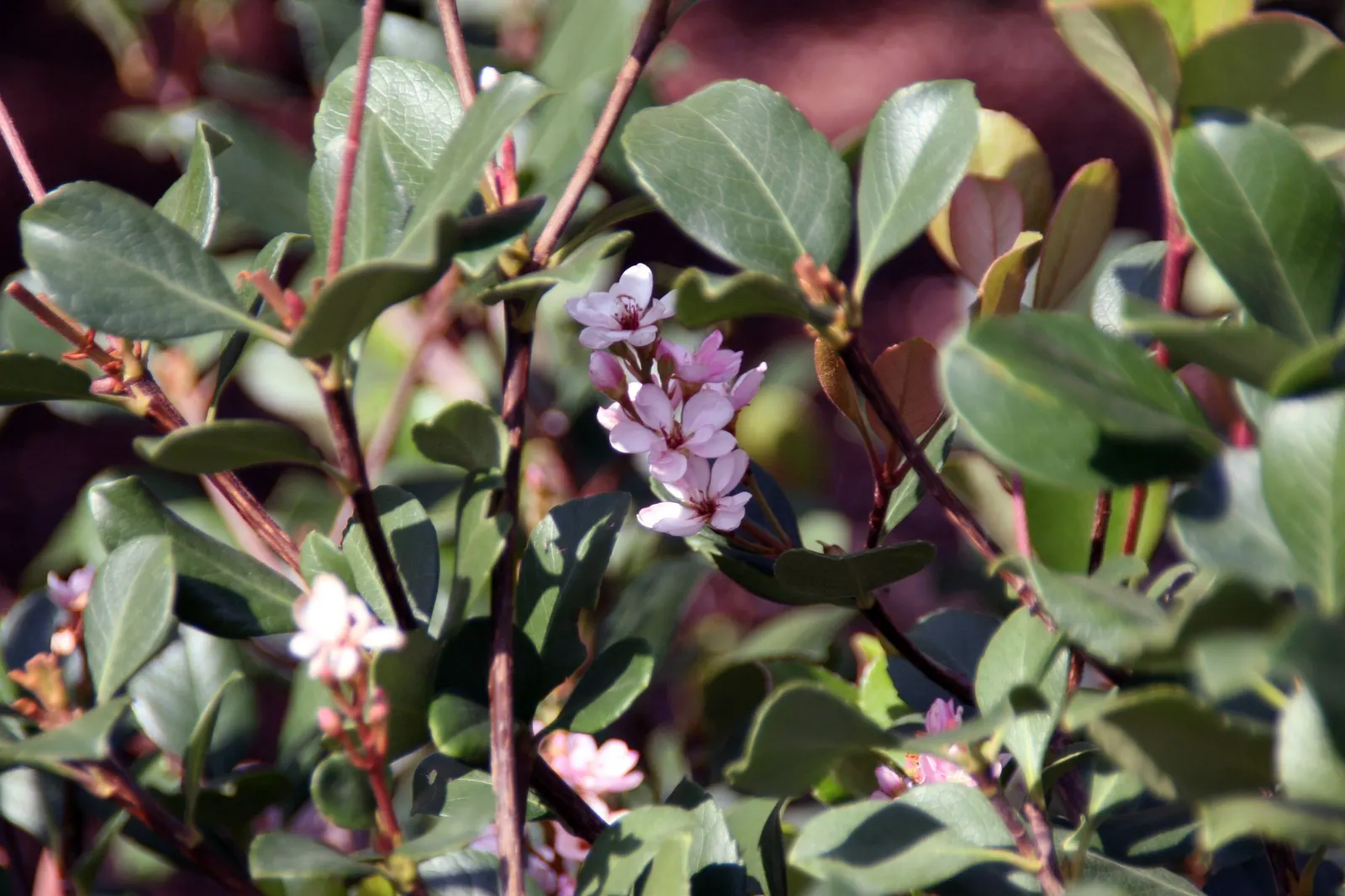 Springtime Indian Hawthorn (Rhaphiolepis Indica 'Springtime') — The Springtime Indian Hawthorn (Rhaphiolepis indica 'Springtime') is an evergreen shrub