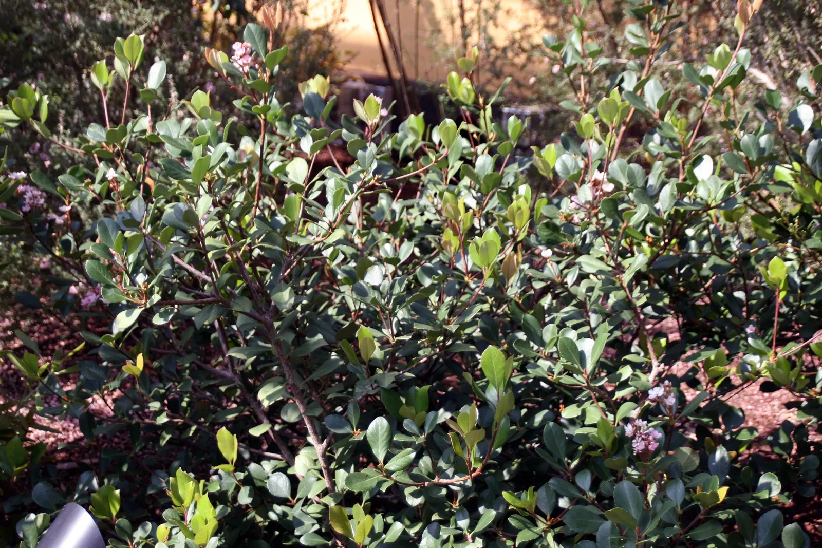 Springtime Indian Hawthorn (Rhaphiolepis Indica 'Springtime') — thriving in USDA zones 7-11