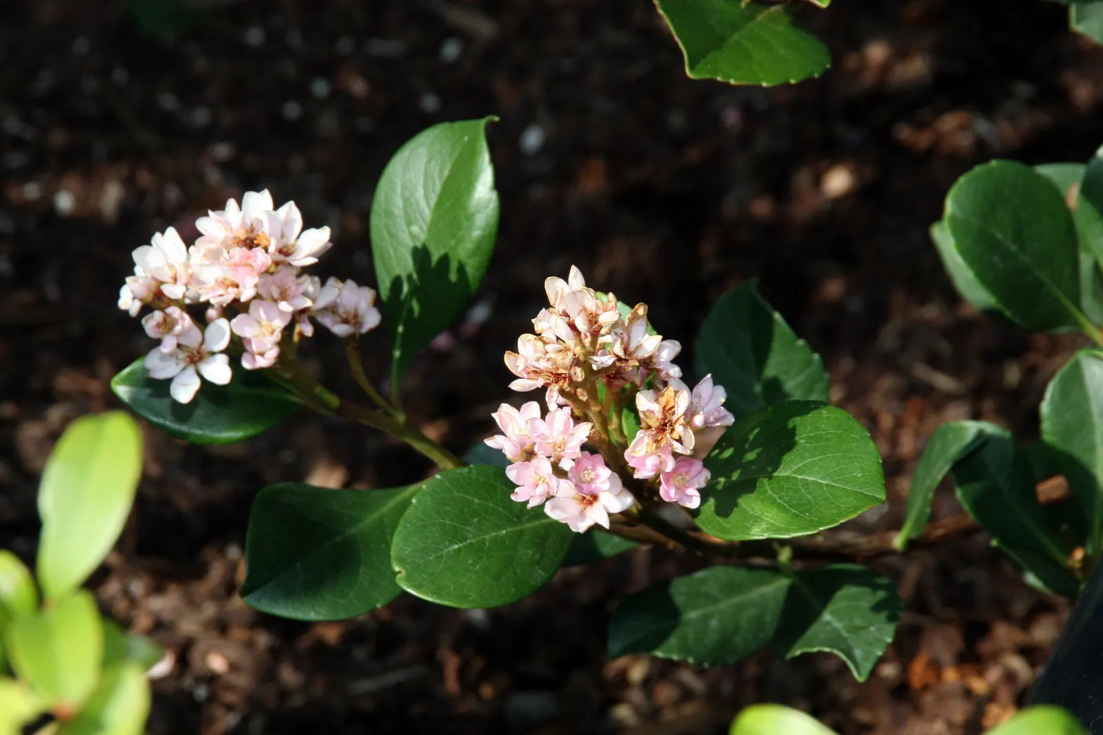 Springtime Indian Hawthorn (Rhaphiolepis Indica 'Springtime') — It showcases leathery, dark-green foliage and prolific light pink flowers, blooming profusely