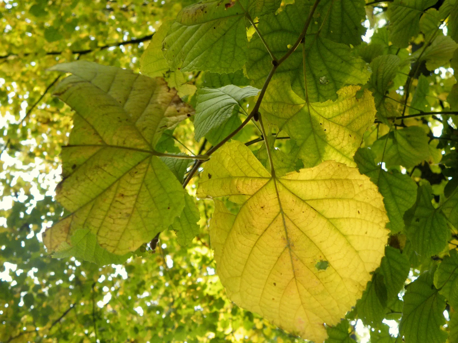 Silver Linden (Tilia Tomentosa) — It is adaptable to a variety of soil conditions, although it fares best in well-drained, fertile soils; reaching up to 50-70