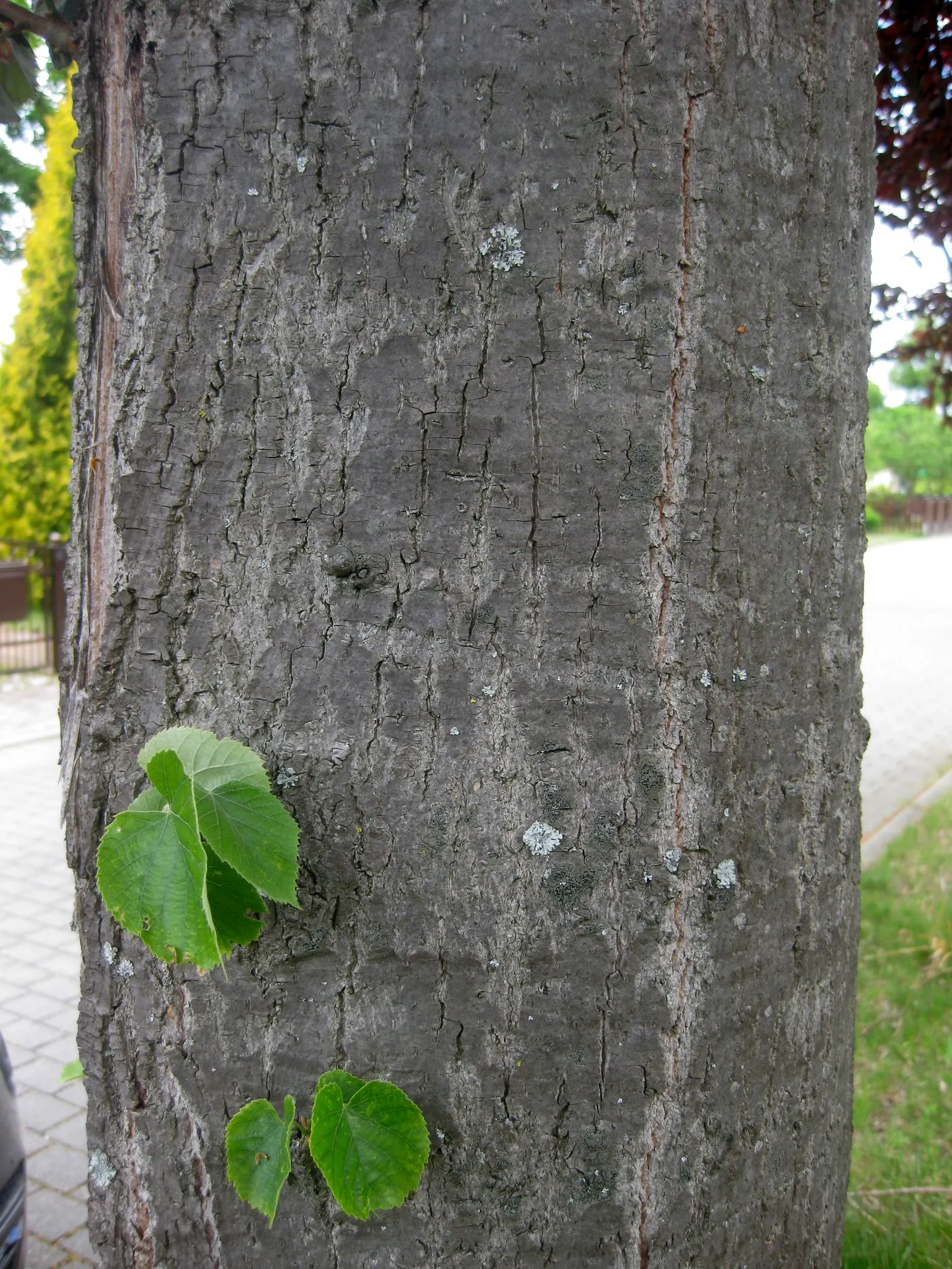 Silver Linden (Tilia Tomentosa) — this species is notably resistant to Japanese beetles and air pollution; is a majestic deciduous tree esteemed, image 64