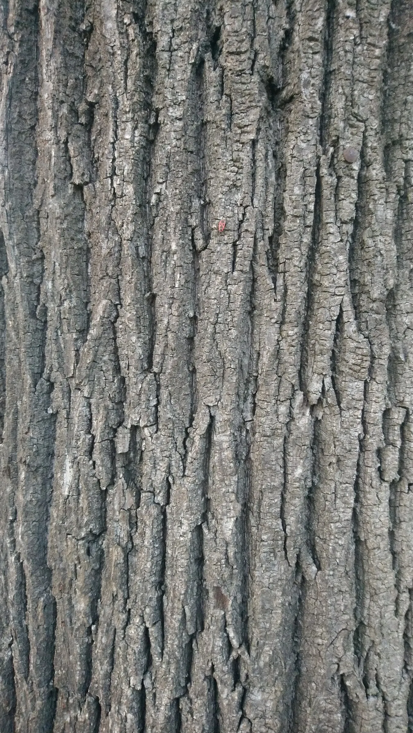 Silver Linden (Tilia Tomentosa) — The Silver Linden (Tilia tomentosa) is a stately deciduous tree; its heart-shaped leaves boast a shimmering silver underside